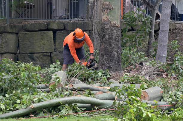 Best Affordable Tree Service  in El Valle De Arroyo Seco, NM